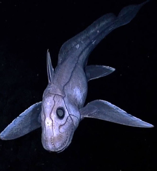 Image: Wikimedia Commons/NOAAS Okeanos Explorer